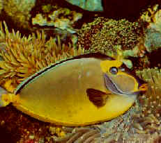 Coral fish, Queensland