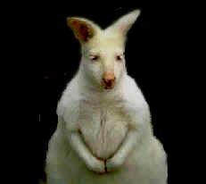 Albino kangaroo