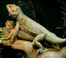 Bearded Dragon, NT