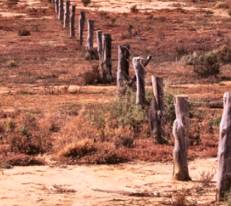 Fenceline in country New South Wales