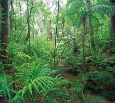 Daintree National Park, Queensland