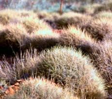 The desert greenery.