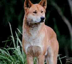 Dingo