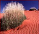 The sand hills of WA