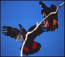 You'll see lots of red-tailed Cockatoos, and white-tailed cockies1