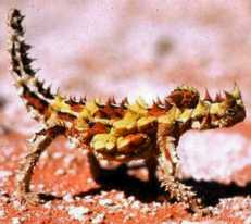 Thorny Devil