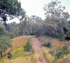 Eucalypt woodland, Cape York Peninsula, Queensland 