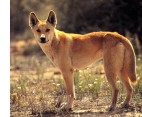 IVF for Dingoes