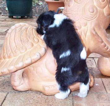 Bobbi aged 5 weeks, the "sticky beak"!