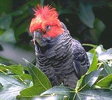 Gang-Gang Cockatoo