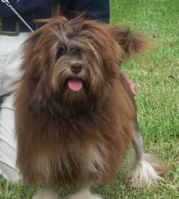 Multi Best Baby Puppy In Show and In Group winner - Jonquilow Olympic Flame, owned by Bruce Riddell (NSW)