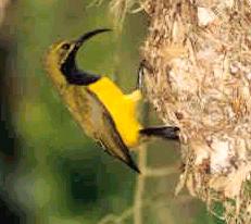 Yellow-bellied Sunbird