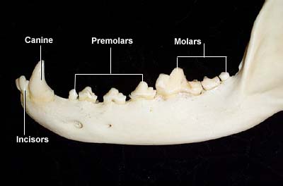 Mandibular Arcade - lateral view