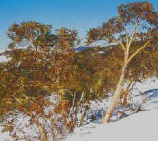 Tree landscape, Falls Creek