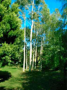 Our beautiful ghost gums trees.