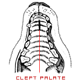 Cleft Palate in a Dog