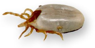 Ixodes holocyclus female, moderately engorged; image source: NF