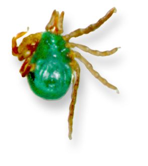 Ixodes holocyclus female, before engorgement; image source: NF