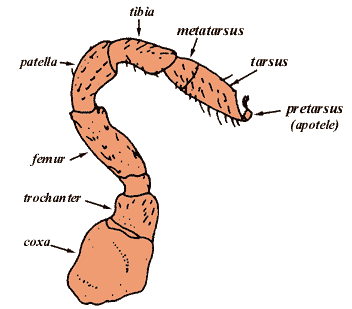 a tick's limb, adapted from: Sonenshine, DE: Biology of Ticks, 2 volumes: Oxford University Press, New York, Oxford, 1991.